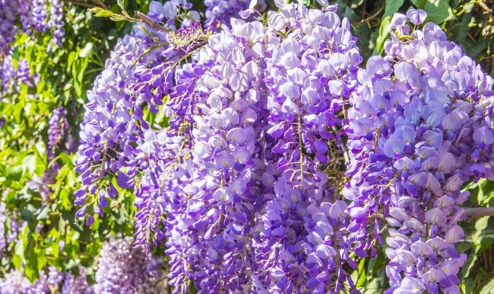 Wisteria Not Blooming? These Are the Most Common Reasons