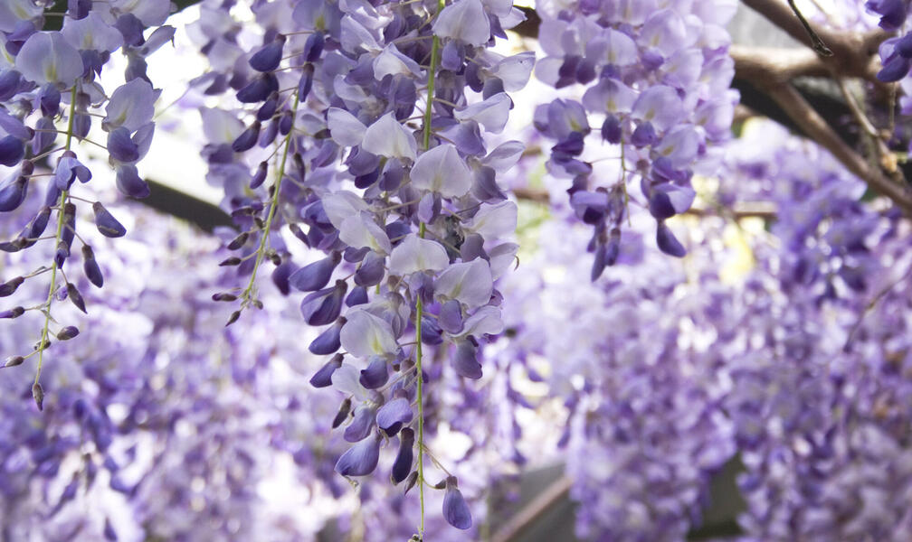 How to Prune Wisteria Correctly: Step-by-Step Guide