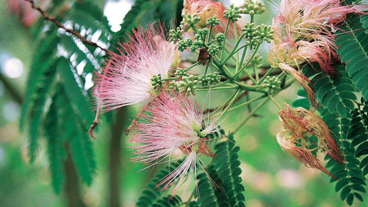 Cold-Hardy Exotics for the Garden