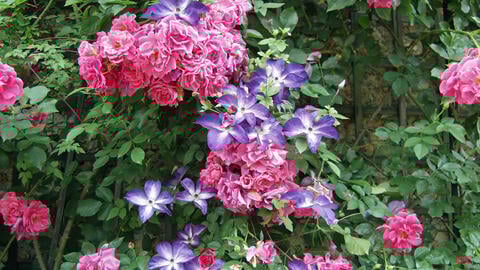 10 Tips for Clematis Care