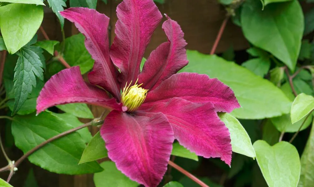 Caring for Clematis: 3 Common Mistakes