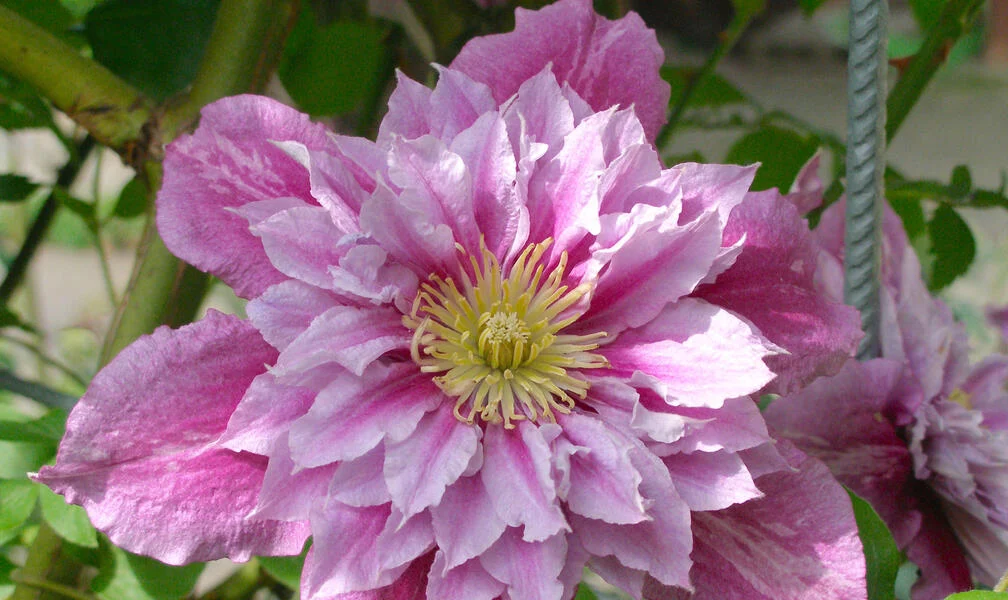 Propagating Clematis: It’s Easy
