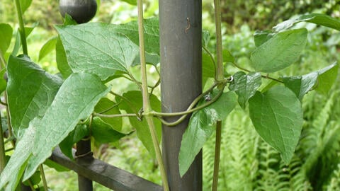 10 Tips for Clematis Care