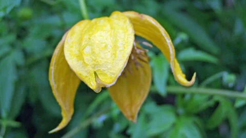 10 Tips for Clematis Care