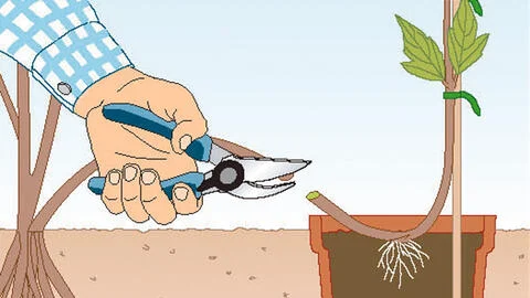 Propagating Clematis: It’s Easy