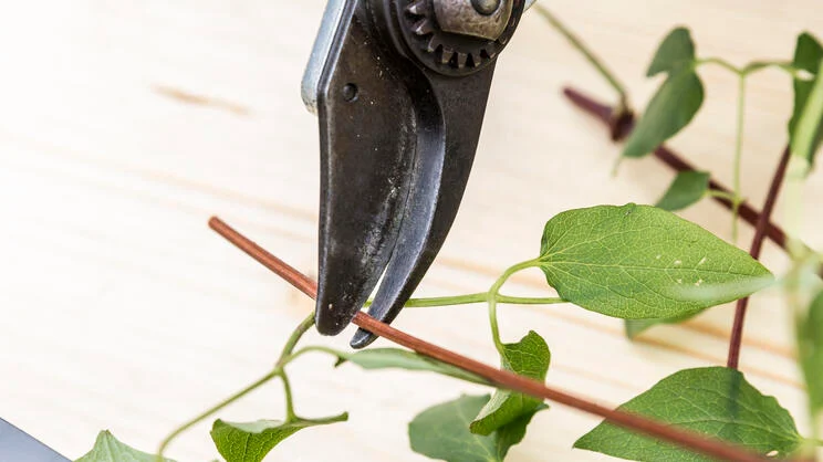Propagating Clematis: It’s Easy