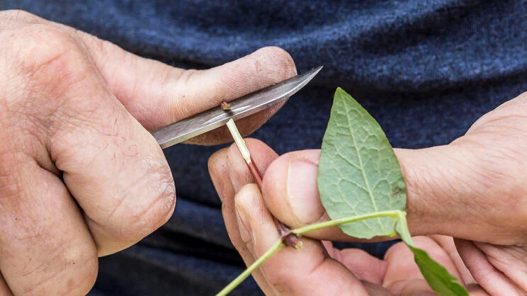 Propagating Clematis: It’s Easy