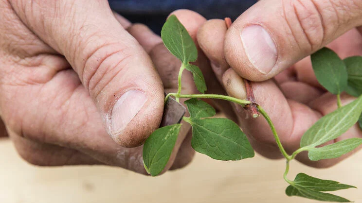 Propagating Clematis: It’s Easy