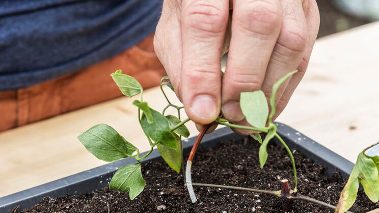 Propagating Clematis: It’s Easy