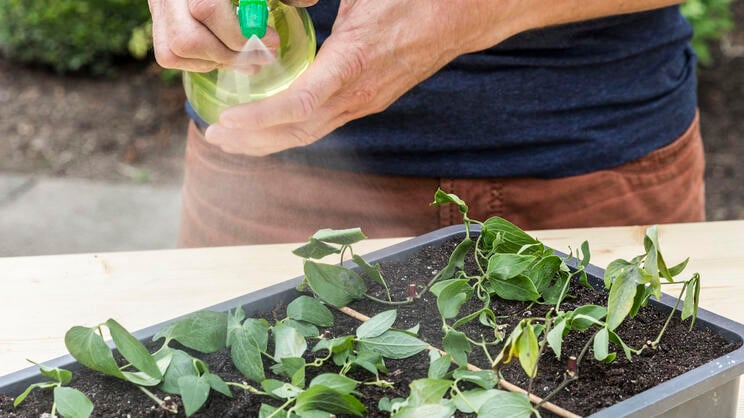 Propagating Clematis: It’s Easy