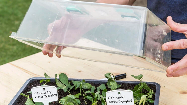 Propagating Clematis: It’s Easy