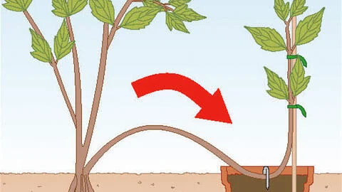 Propagating Clematis: It’s Easy