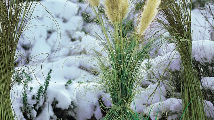 Cold-Hardy Exotics for the Garden