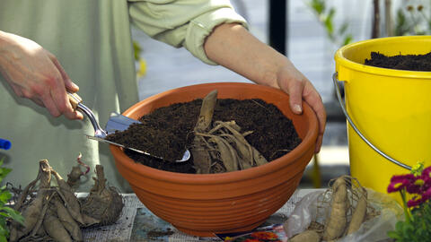 How to Pre-Sprout Bulbs and Tubers Correctly