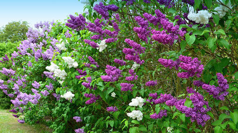 Lilac Not Blooming? These Are the Most Common Reasons