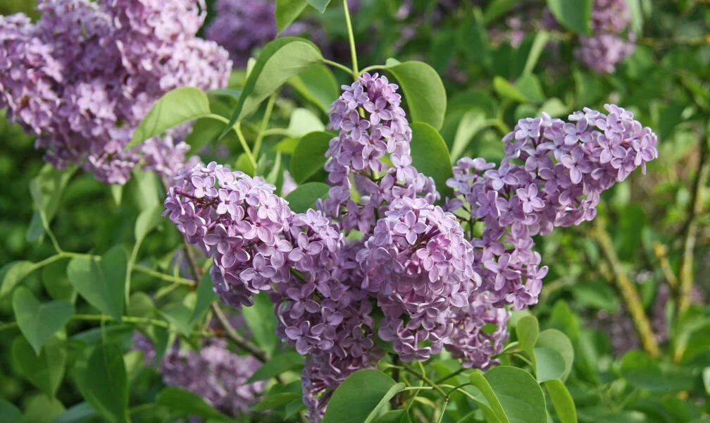 How to Propagate Lilacs Successfully