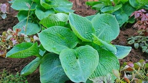 Slug-Resistant Hostas