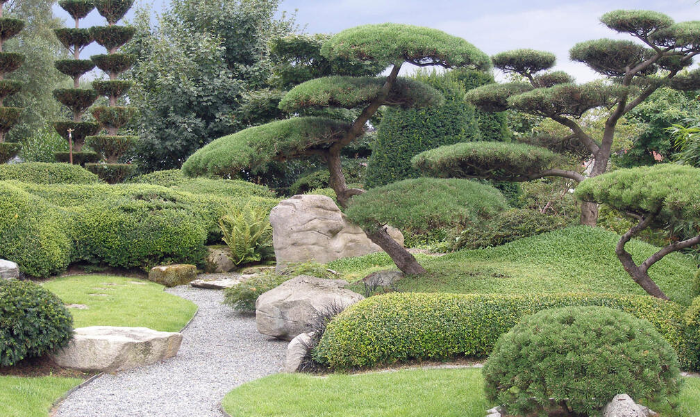 How to Plant and Care for a Garden Bonsai
