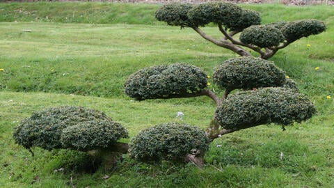 How to Plant and Care for a Garden Bonsai