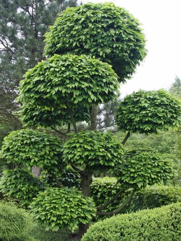 How to Plant and Care for a Garden Bonsai