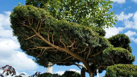 How to Plant and Care for a Garden Bonsai