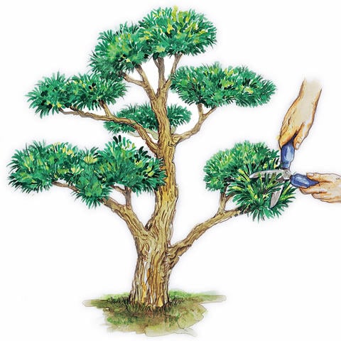 How to Plant and Care for a Garden Bonsai