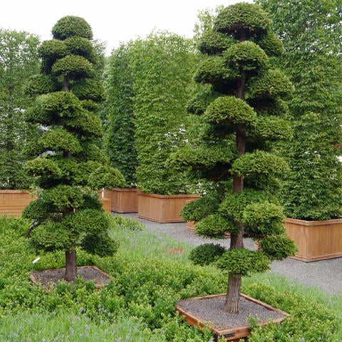 How to Plant and Care for a Garden Bonsai