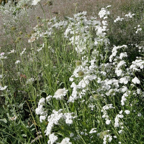Top Long-Blooming Perennials for Stunning Flower Beds