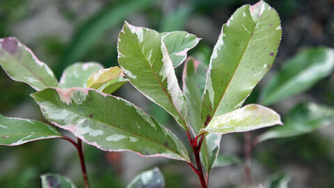 Pruning Photinia: These 3 Things Are Important