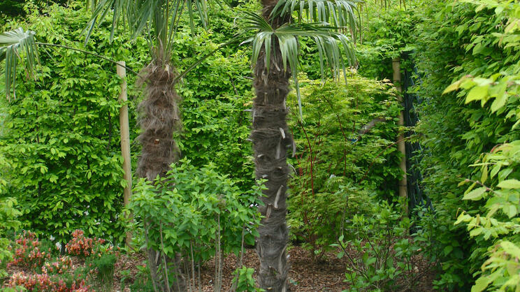 Cold-Hardy Exotics for the Garden