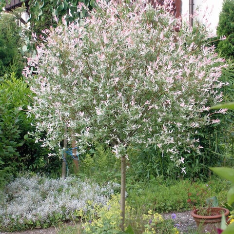 Pruning the Dappled Willow (Salix integra 'Hakuro Nishiki'): How to Do It Right