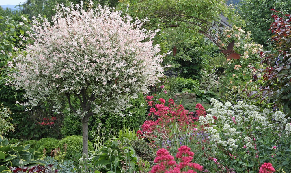 Pruning the Dappled Willow (Salix integra 'Hakuro Nishiki'): How to Do It Right