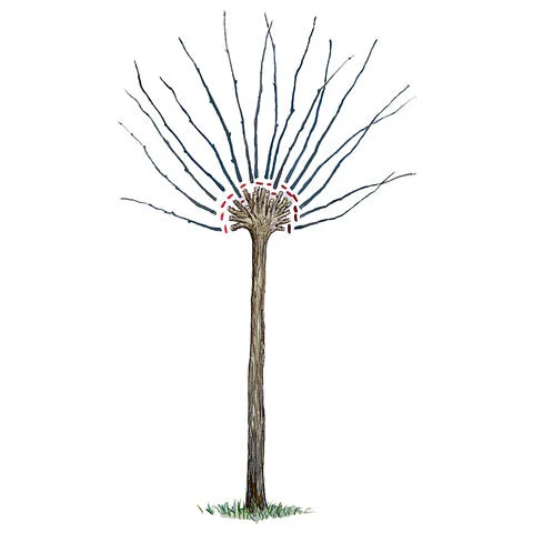 Pruning the Dappled Willow (Salix integra 'Hakuro Nishiki'): How to Do It Right