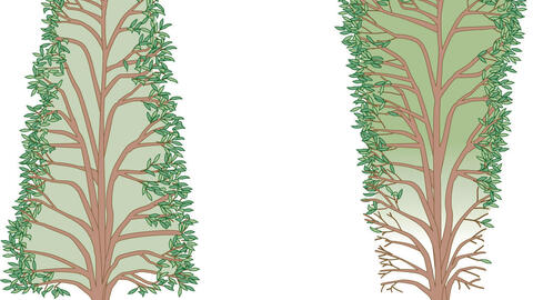 Pruning Photinia: These 3 Things Are Important