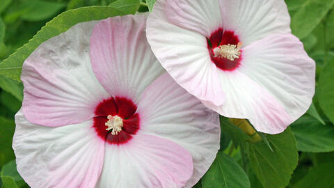 Successfully Propagating Hibiscus