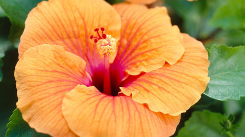 Successfully Propagating Hibiscus