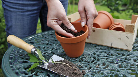 Successfully Propagating Hibiscus