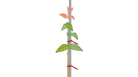 Training Flowering Shrubs into Standard Trees