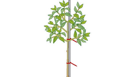 Training Flowering Shrubs into Standard Trees