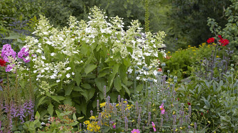 Hydrangeas: What Goes Well With Them