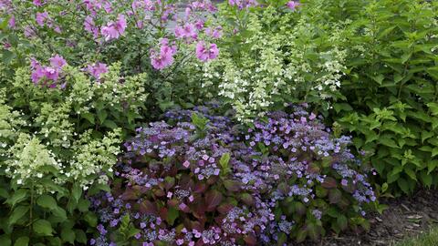 Hydrangeas: What Goes Well With Them