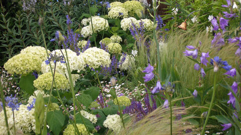 Hydrangeas: What Goes Well With Them