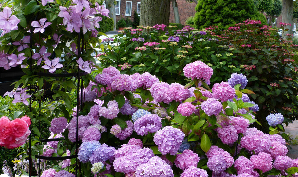 Hydrangeas: What Goes Well With Them