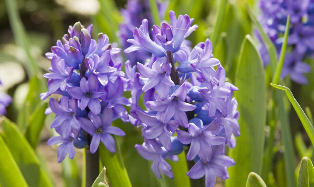 What to Do When Hyacinths Are Done Blooming