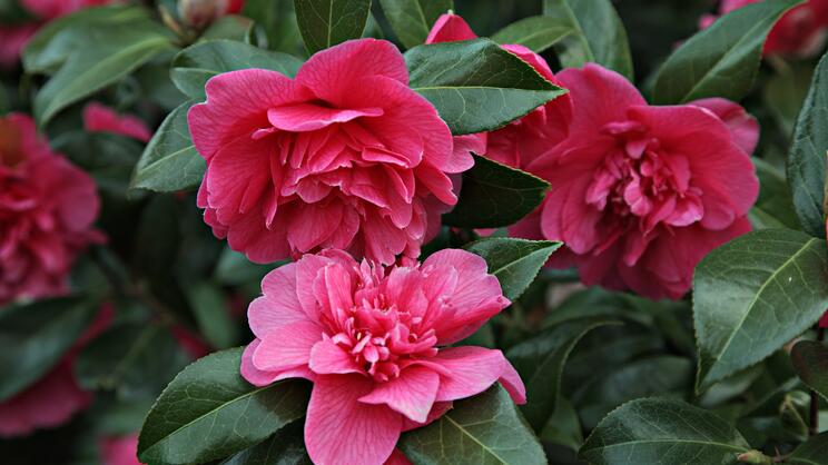 Cold-Hardy Exotics for the Garden