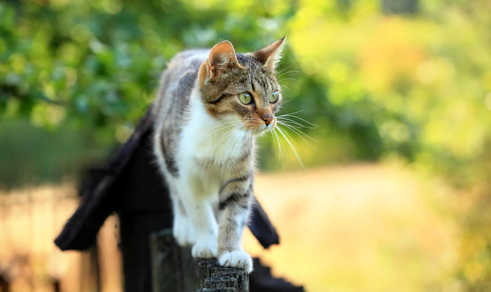 Chasing away cats: 5 cat deterrent methods in comparison