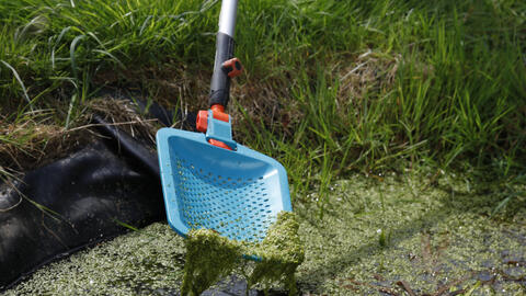 Your Pond Water Is Green? Here’s How to Keep It Clear