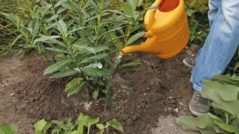 Transplanting Cherry Laurel: 3 Expert Tips for the Move