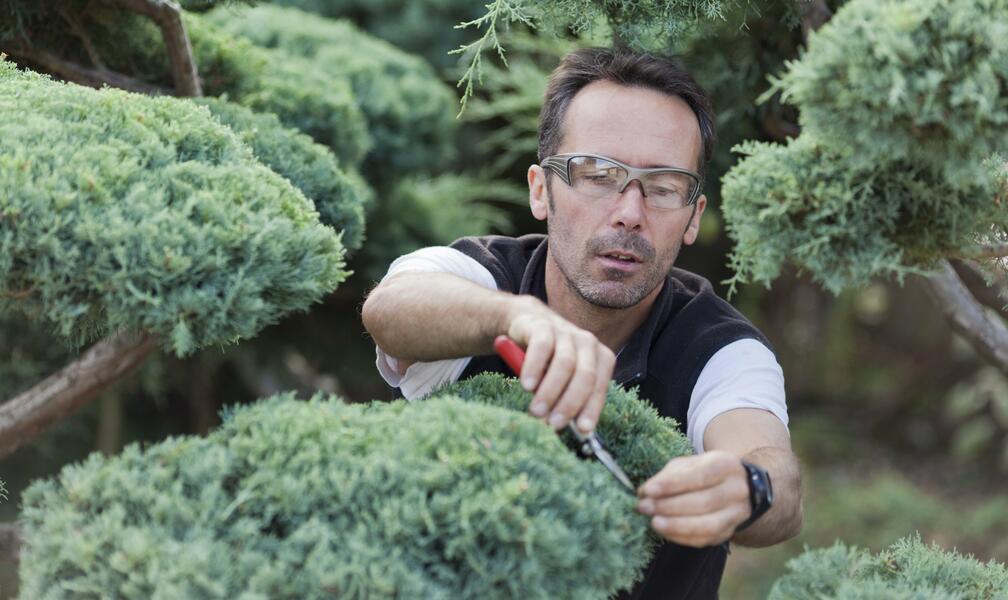 Properly Pruning Conifers: How It’s Done