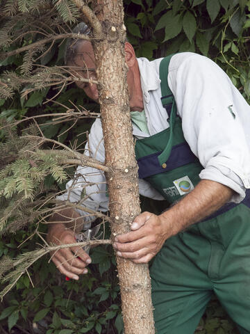 Properly Pruning Conifers: How It’s Done